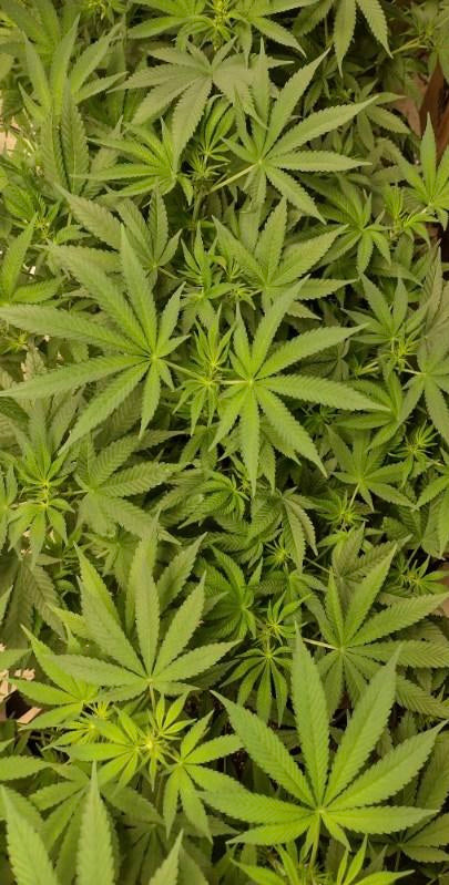 Progress Update: Federal Ganja (Marijuana/Cannabis) Scheduling Decision Expected Soon, Says HHS Secretary