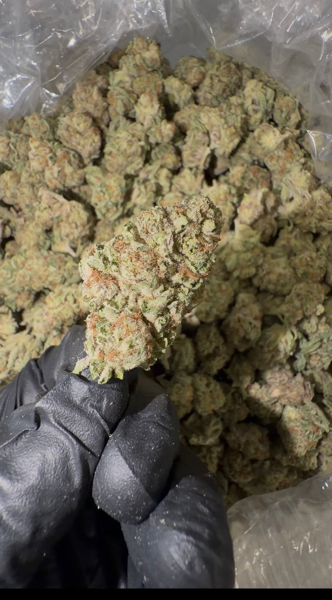Maui Wowie THCa Flower