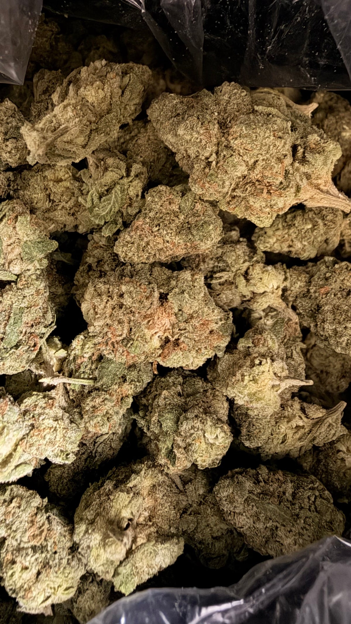 Cheetah Piss THCa Flower 🐆⛽
