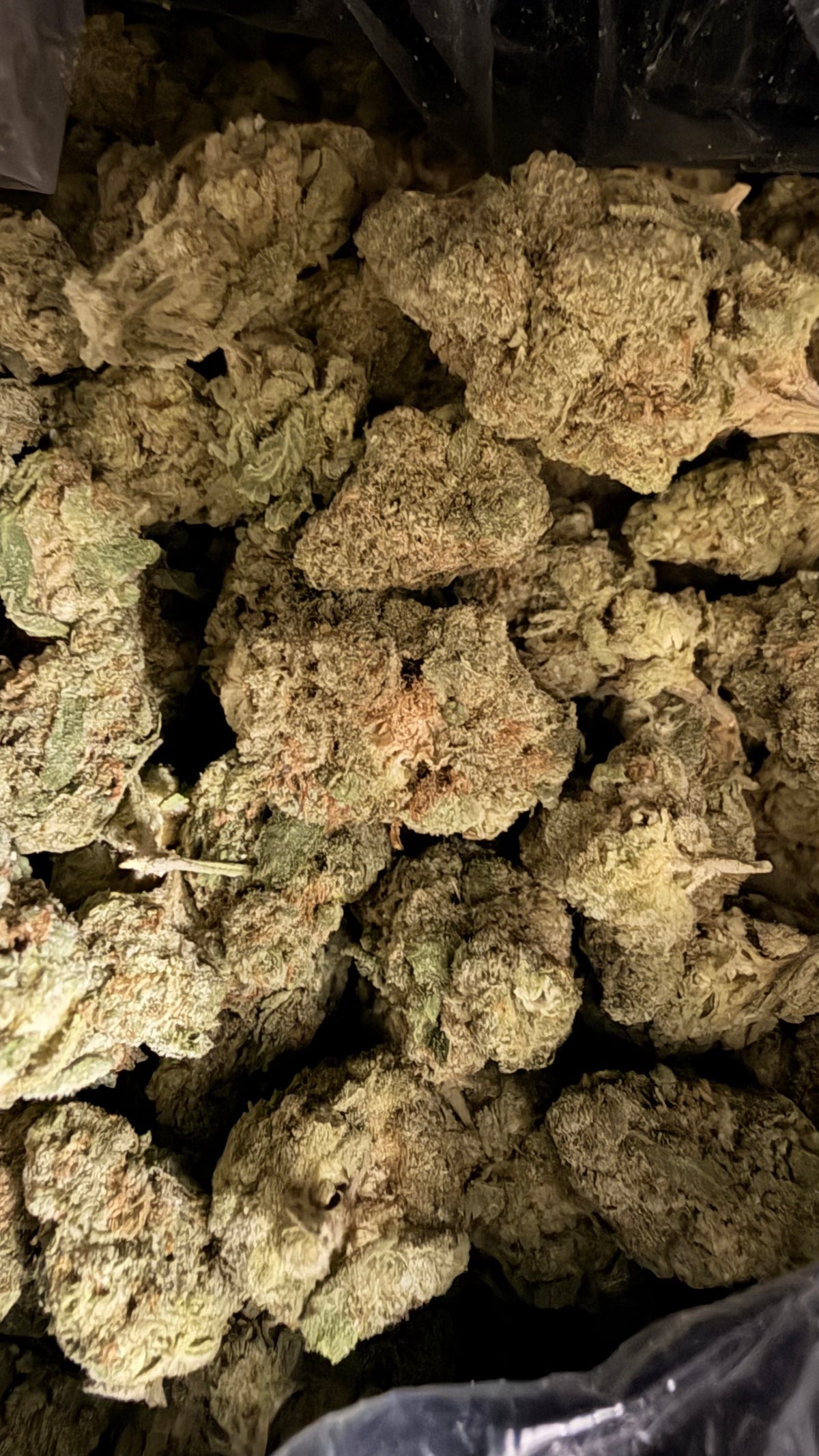 Cheetah Piss THCa Flower 🐆⛽