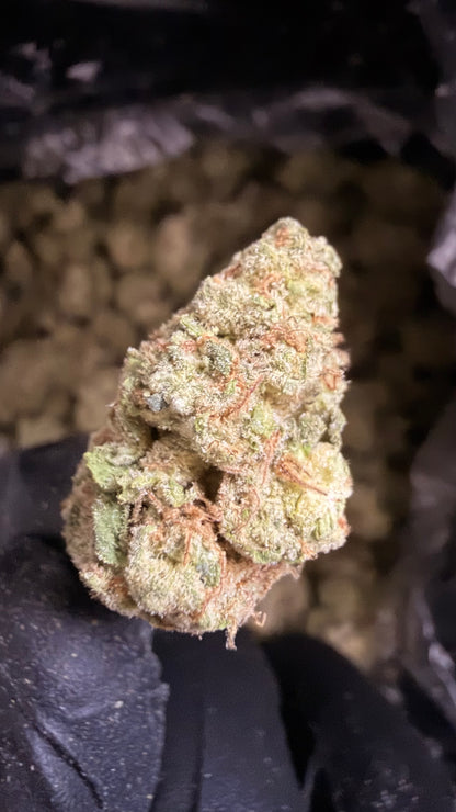 Cheetah Piss THCa Flower 🐆⛽