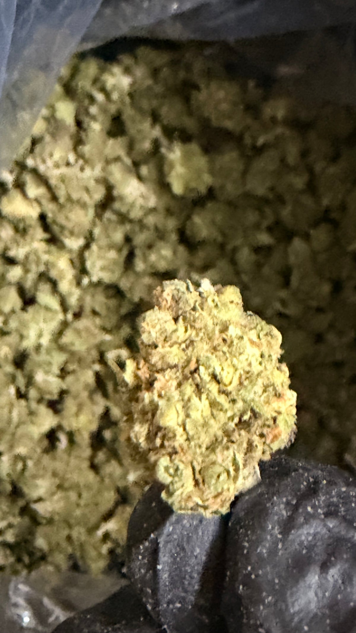 BURGER BREATH — INDICA