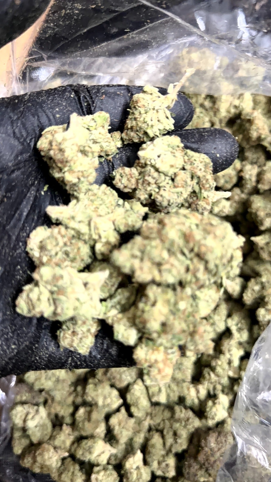 Blueberry Muffins CBD flower