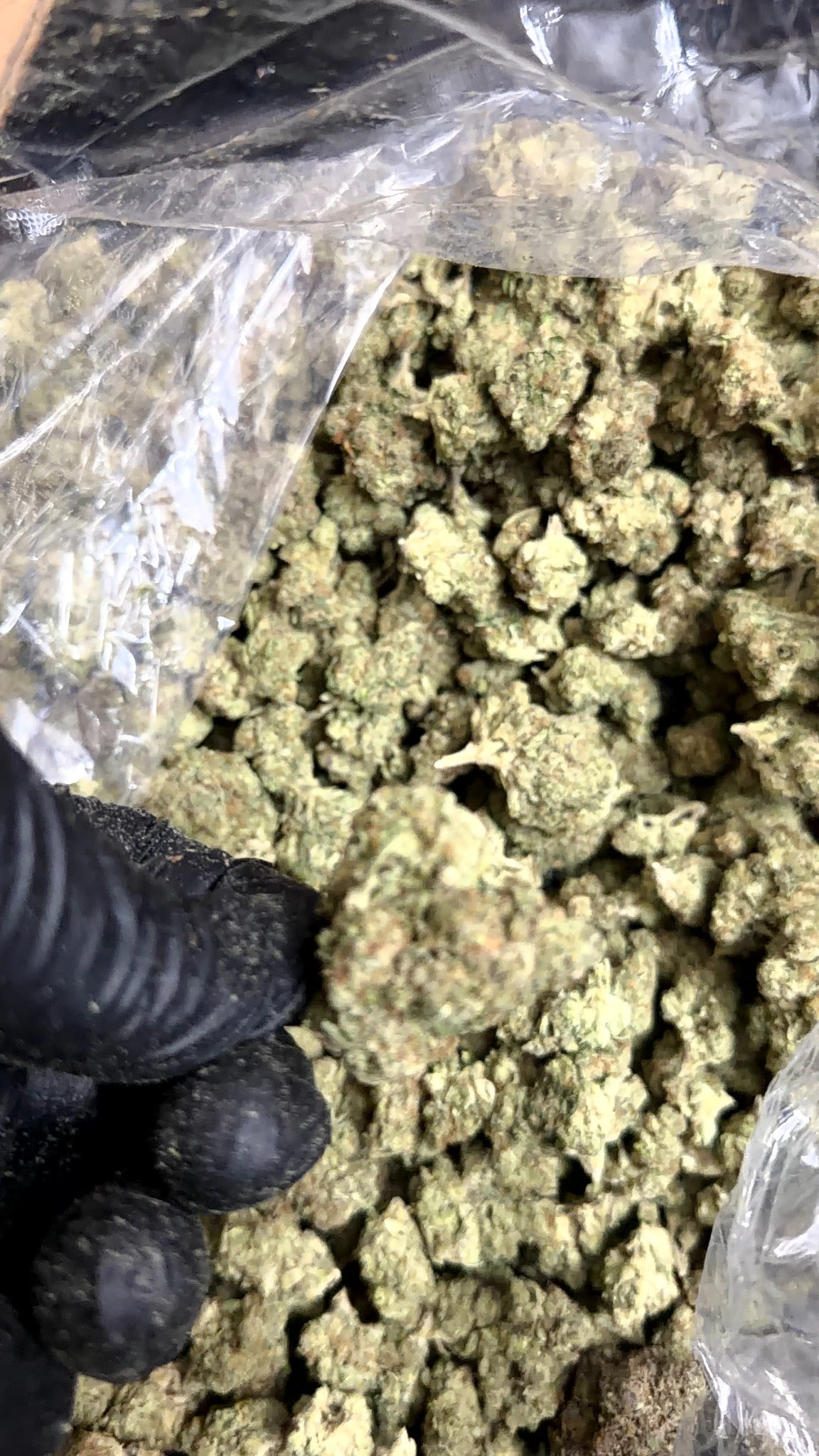 Blueberry Muffins CBD flower