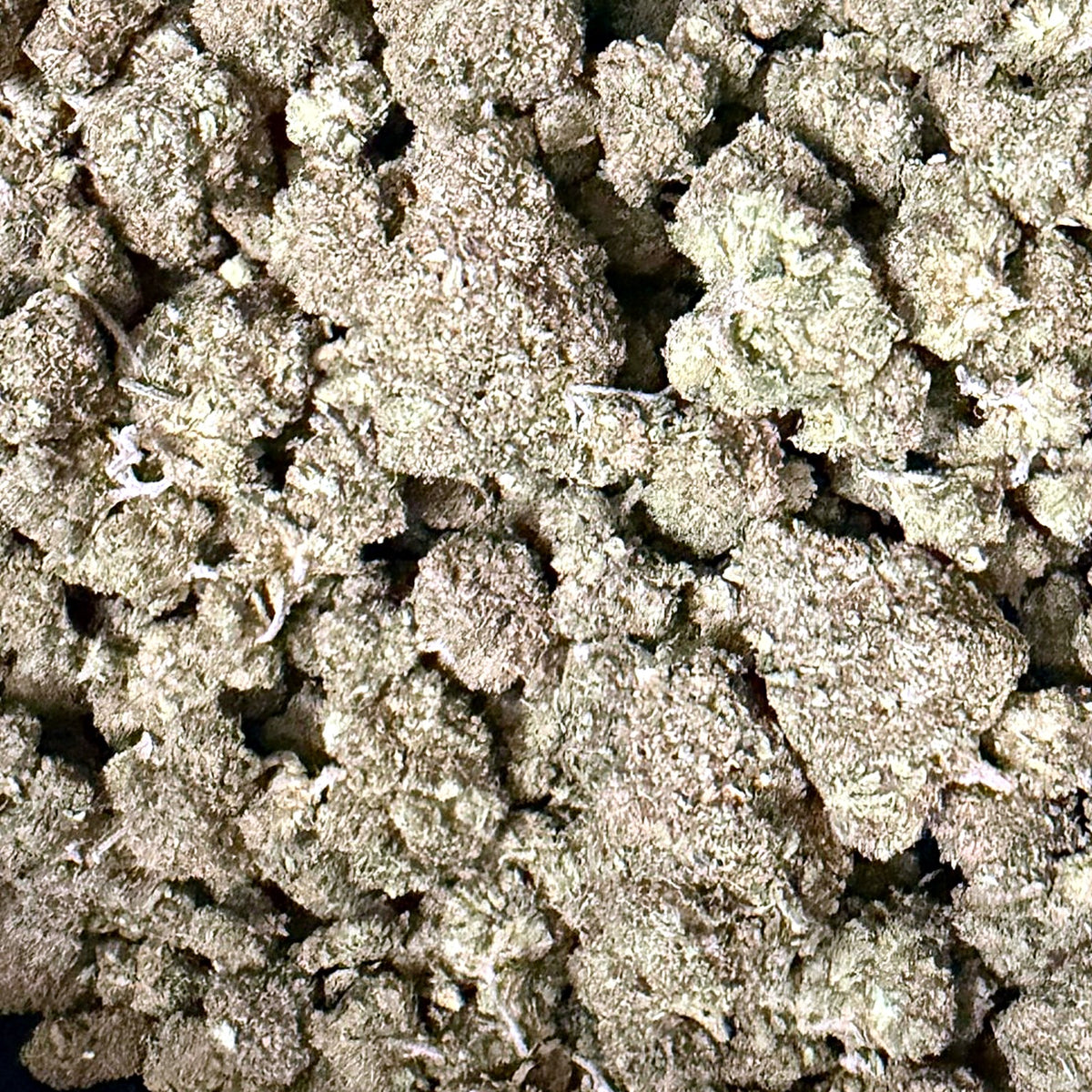 Panama Red THCa flower buds close-up – Ganja Mon
