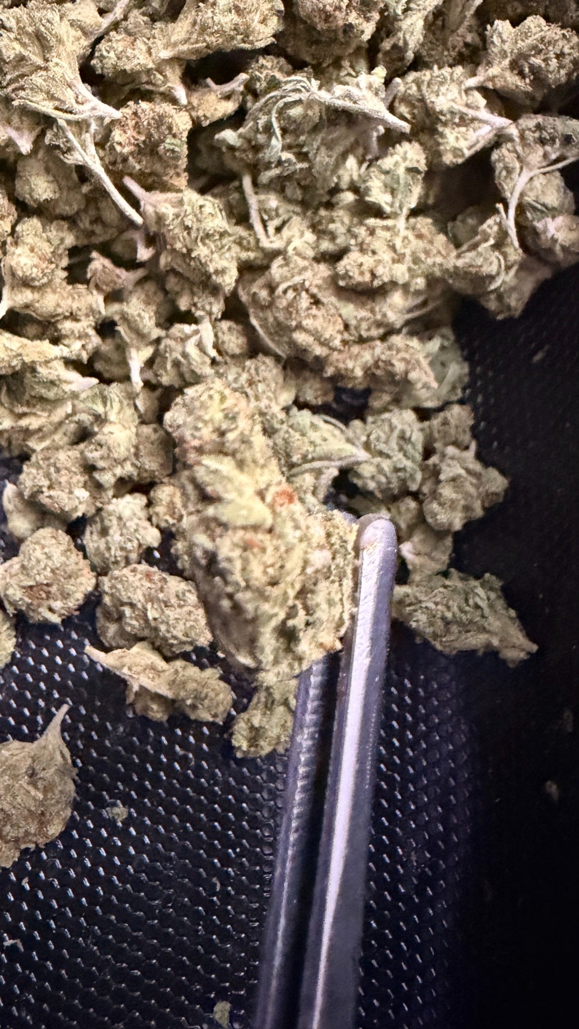 Lemon Kush THCa flower close-up