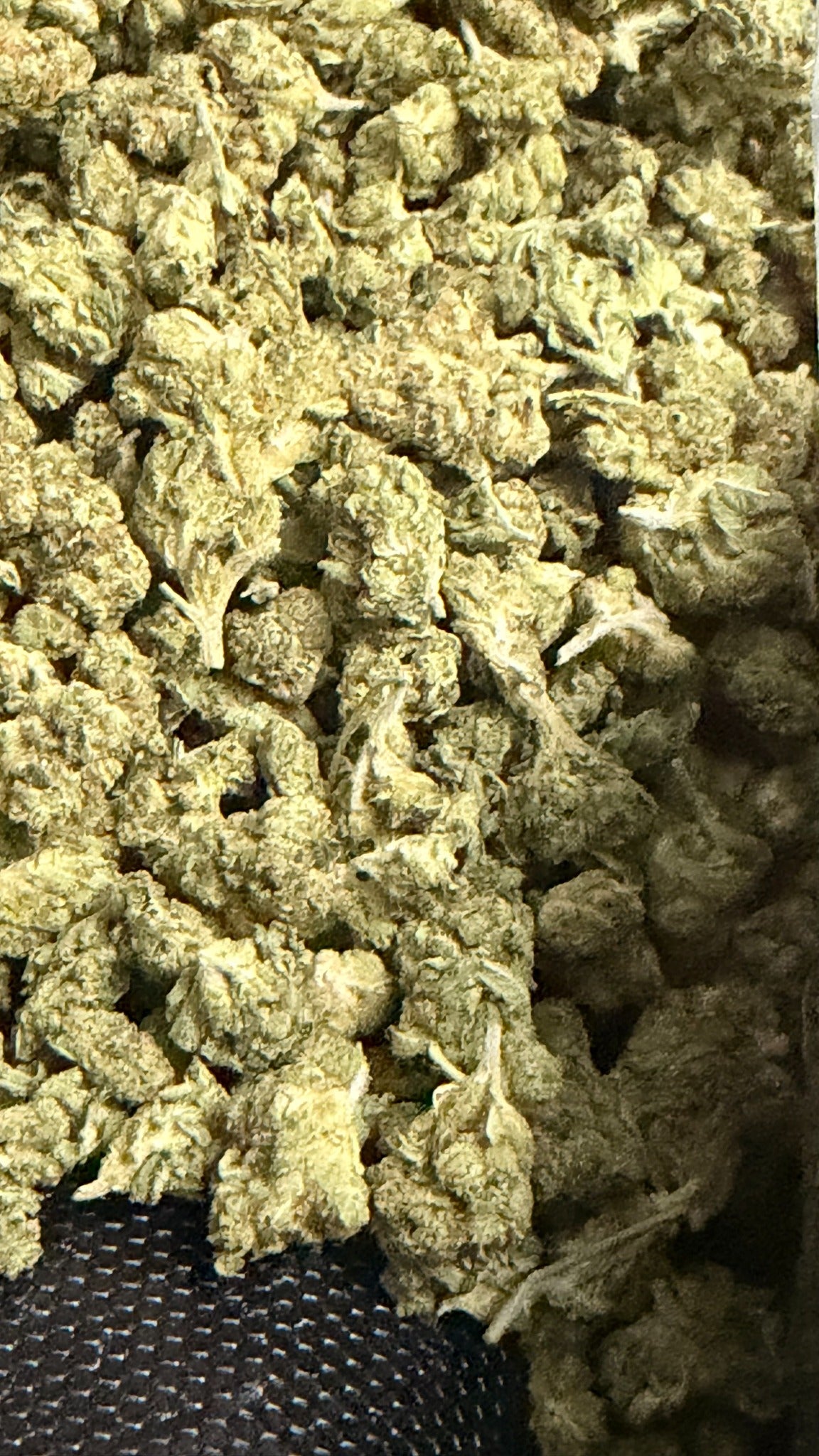 Lemon Kush THCa flower buds