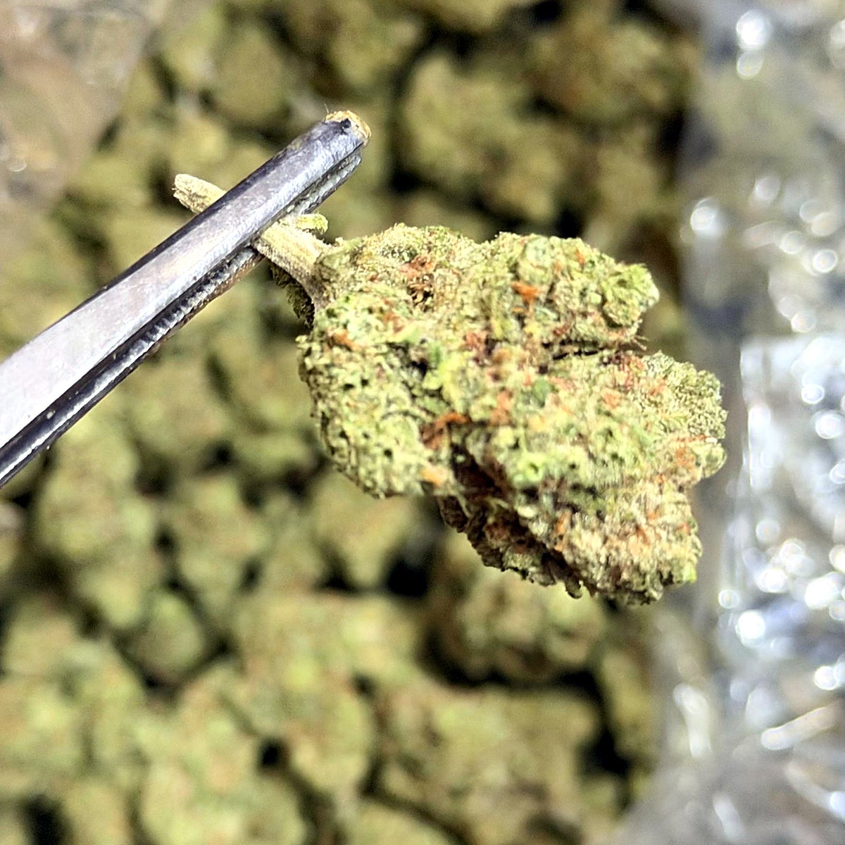 Gary Cherry THCa flower buds close-up – Ganja Mon