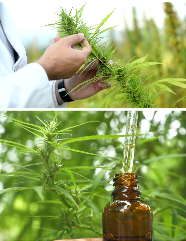 Ganja Mon Full Spectrum CBD Oil 1000mg Supplement